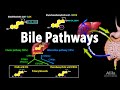 Bile Pathways and the Enterohepatic Circulation, Animation