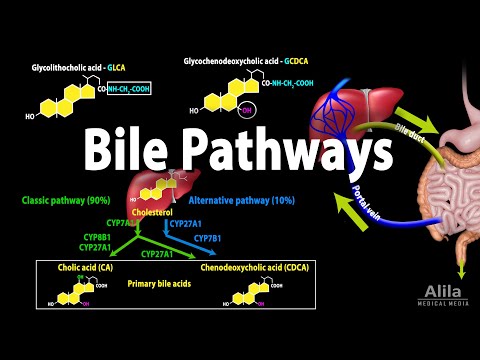Physiology Basics the Digestive System Animation