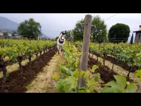 Scalzatura in vigna con il cavallo dopo 60mm pioggia.