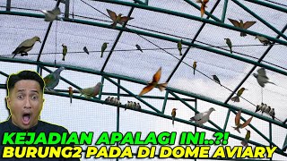 Download lagu SYOKK..! TEREKAM JELAS BURUNG INI SELALU NEMPEL DI DOME AVIARY..!  EH TERNYATA... mp3