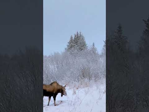 The Largest Moose Ever Recorded in Alaska!