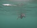 Cormorant V Snake