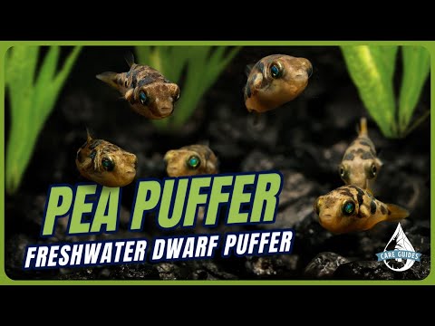 Pea Puffer Care Guide