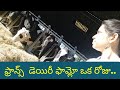 DAIRY FARM French Telugu Vlogs Shruthi Telugu Vlogs Dairyfarm