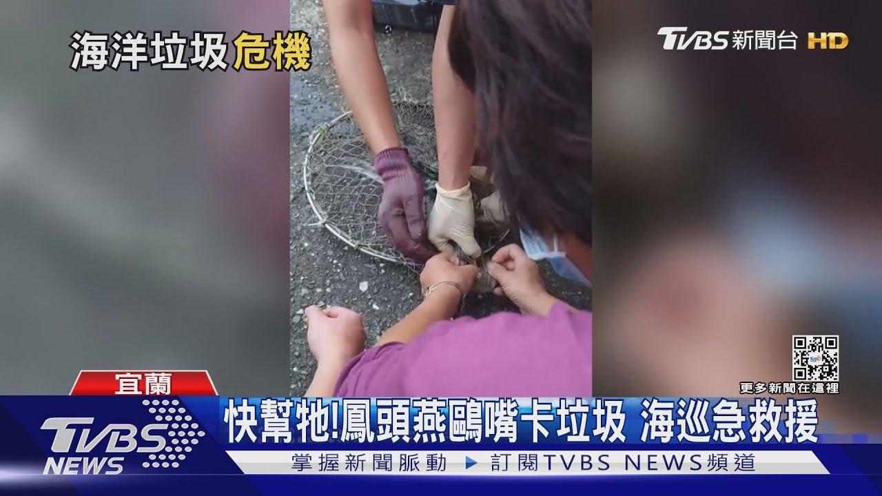 快幫牠！鳳頭燕鷗嘴卡垃圾　海巡急救援