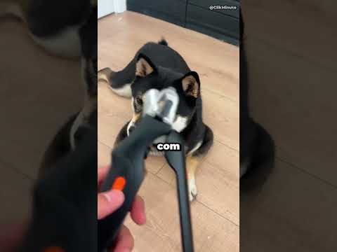 Cortador de Unhas com Luz que Evita Dor no Cachorro!