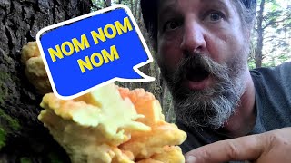 Solo Backpacking the Quehanna Wilds. eating wild MUSHROOMS. day 1 [trail vlog]