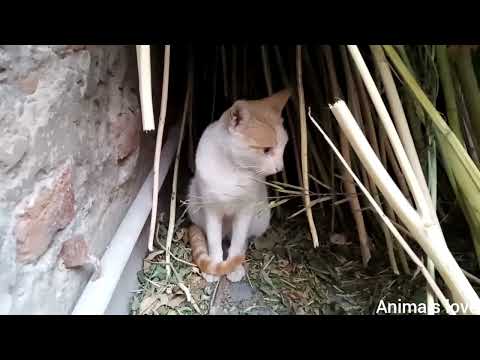 Cat Talking 😺 | Mera chitu bol rha he