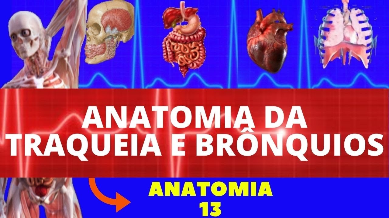 ANATOMIA DA TRAQUEIA E BRÔNQUIOS (ANATOMIA HUMANA) SISTEMA RESPIRATÓRIO
