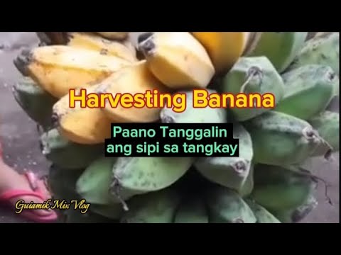 Harvesting Banana at paano tanggalin ang sipi sa tangkay nito #followformore #buhayprobinsya