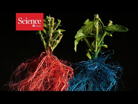 Roots from different plants compete for prime real estate underground