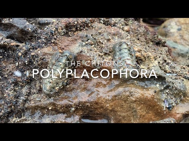 Pronúncia de vídeo de Polyplacophora em Inglês