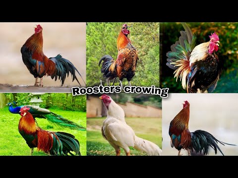 100 roosters crowing,partridge chantecler,white-faced black spanish,silver campine,barbu d'anvers
