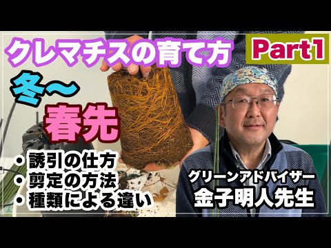 クレマチスが元気に育つように剪定します。どのような基準で剪定を行うべきですか?  庭園