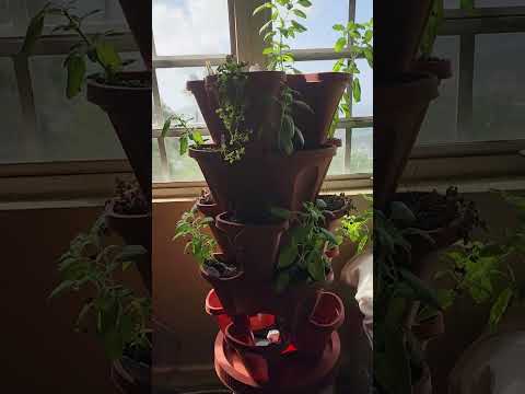 CHEAPEST TEA AND MEDICINAL HERBS!