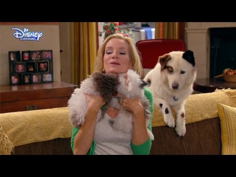 Dog With A Blog - Cute Puppies! - Official Disney Channel UK HD