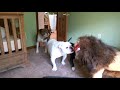 Brave English bulldog Sir Wellington fights lion. Super funny!