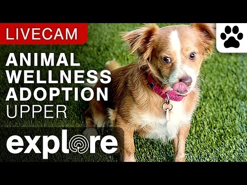 VIEW: 12 Live Cameras of All Your Favorite Animals