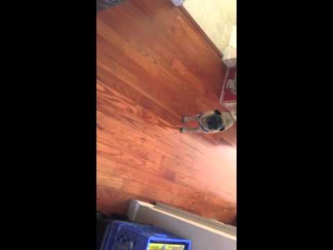 Pug says "i love you"