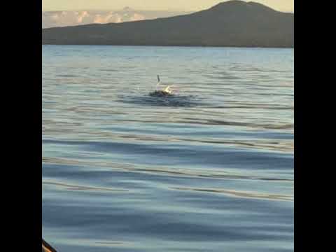 Little fish jumping #fish #seakayaking #newzealand