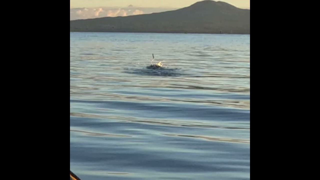 Little fish jumping #fish #seakayaking #newzealand