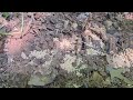 Checking Up on Rodents & Found Ants in Tuckerton, NJ
