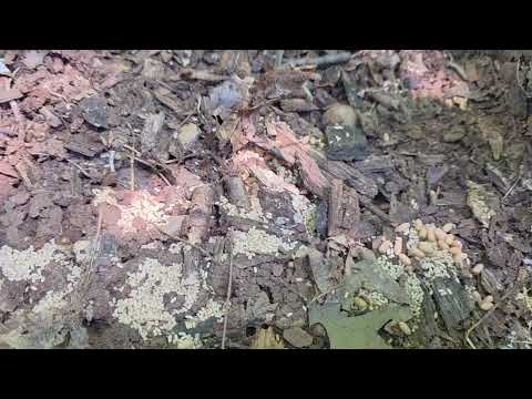 Checking Up on Rodents & Found Ants in Tuckerton, NJ