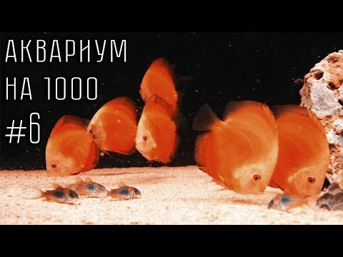 Аквариум на 1000 литров #6.  Готовый аквариум с дискусами.