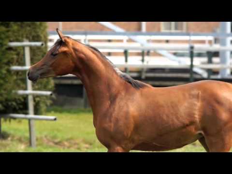 Forelock's Vantastica