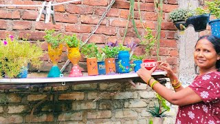 जेड प्लांट का बोनसाई कैसे बनाएं#Z plant#bonsai#garden #viralvideo #viral #gkgarden #gardening #video