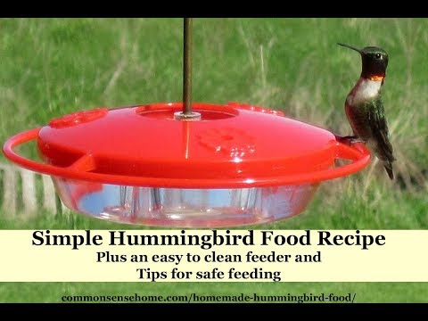 How to Make Hummingbird Nectar, Plus Feeding Tips and Our Favorite Feeder