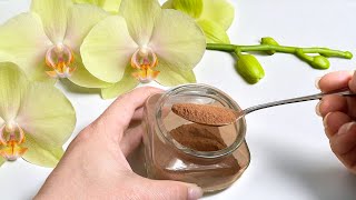 Ein magisches Mittel für ORCHIDEEN! Nur 1 Löffel und schwache Orchideen blühen ununterbrochen