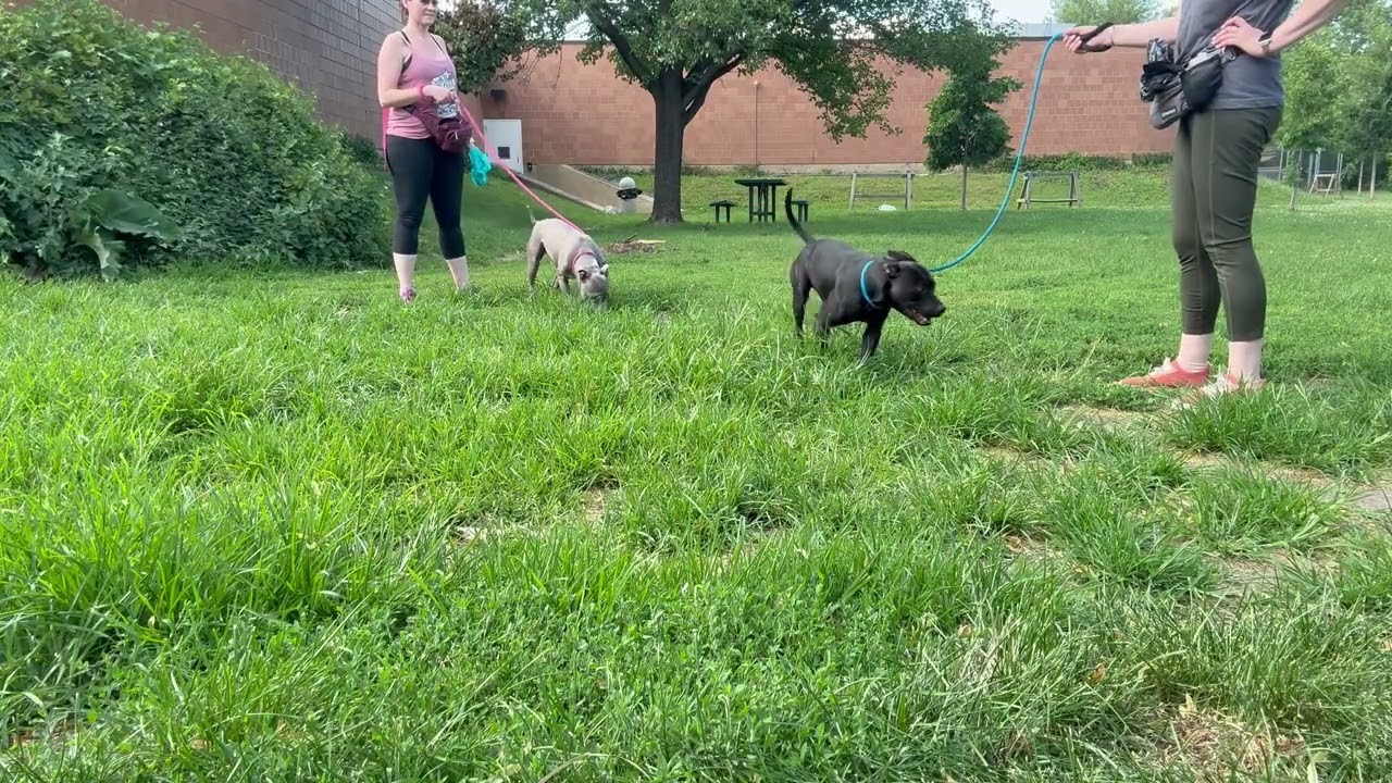 Safari's Leash Test