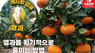 [감귤재배] 래드향 열과가 없어지다/획기적 열과 방지법