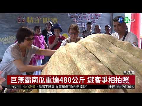 日月潭巨無霸南瓜 外型討喜招人氣