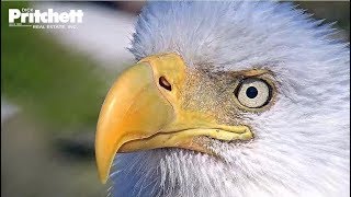 Southwest Florida Eagle Cam