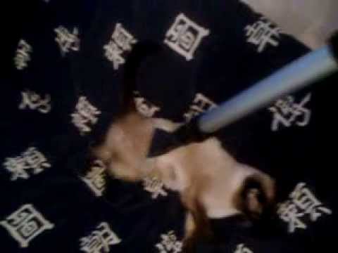 Кошка Ксюха и пылесос (Cat Ksuha and hoover)