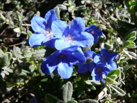 De Havenzangers - Oh Heideroosje