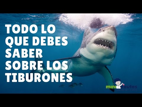 Todo lo que debes saber sobre los tiburones - mini-nautas - Ciencia en familia