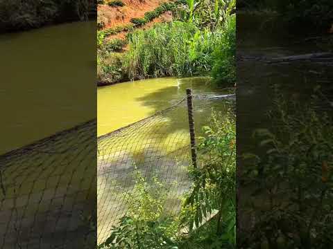 Rive , município de alegre, Espírito Santo