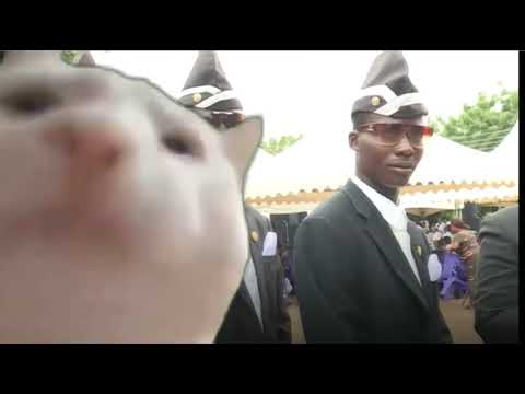 Cat Vibing to Coffin MEME