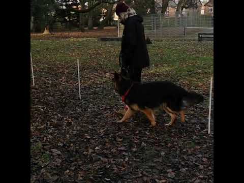 Cheshire Dog Services Ltd video.