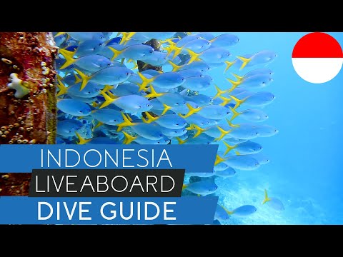Diving Indonesia: Raja Ampat, Komodo & Banda Sea Liveaboards