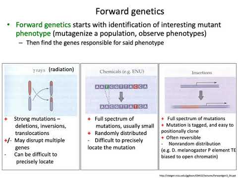 MCB 182 Lecture 4.1 - Forward genetics