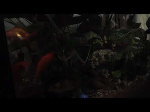 Size matters to fish