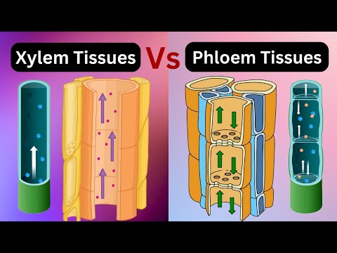 Xylem vs phloem tissues || xylem vs phloem|| Vascular bundles|| Biology