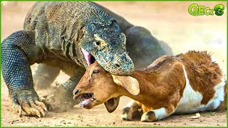 The Moment The Komodo Dragon Frantically Attacks And Swallows Its Prey In Sight | Wild Animals