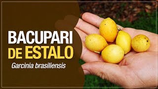 Miniatura do vídeo