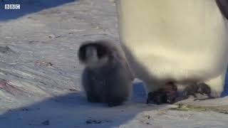 Download lagu Baby Penguin Tries To Make Friends  Snow Chick A Penguin's Tale  BBC Earth 1 mp3