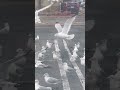 Seagull Feast Hundreds Flock To Parking Lot For Free Meal